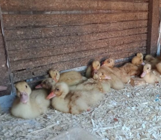Mawa, Indonesia TCD Project